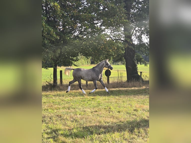 Pur-sang arabe Hongre 4 Ans 153 cm Peut devenir gris in GladbecK