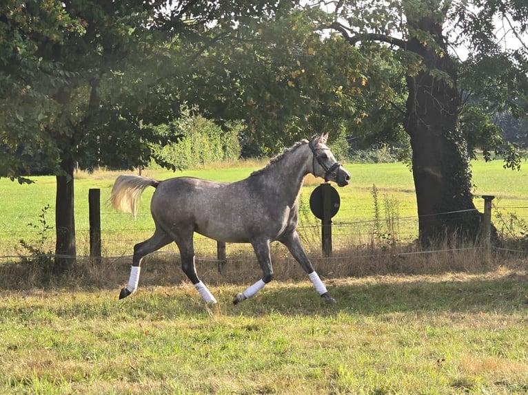 Pur-sang arabe Hongre 4 Ans 153 cm Peut devenir gris in Gladbeck