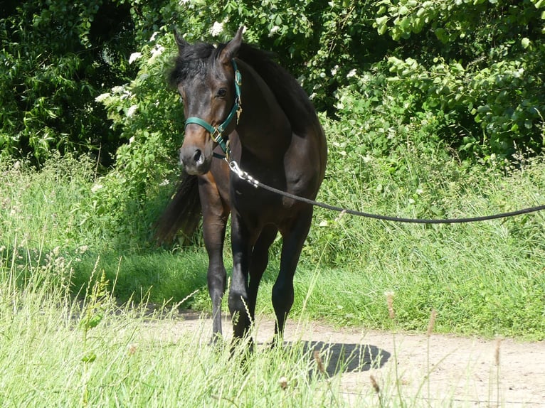 Pur-sang arabe Hongre 4 Ans 154 cm Bai brun in Herzberg am Harz