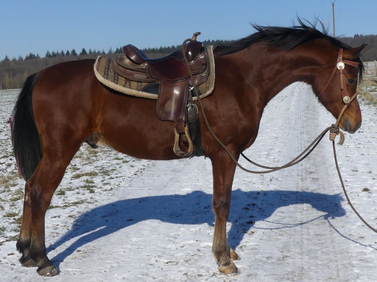 Pur-sang arabe Hongre 4 Ans 154 cm Bai in Herzberg am Harz