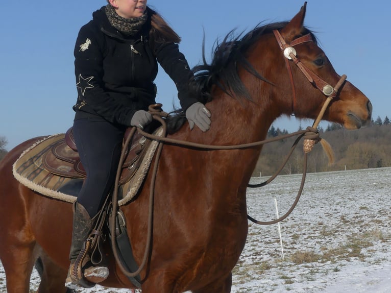 Pur-sang arabe Hongre 4 Ans 154 cm Bai in Herzberg am Harz