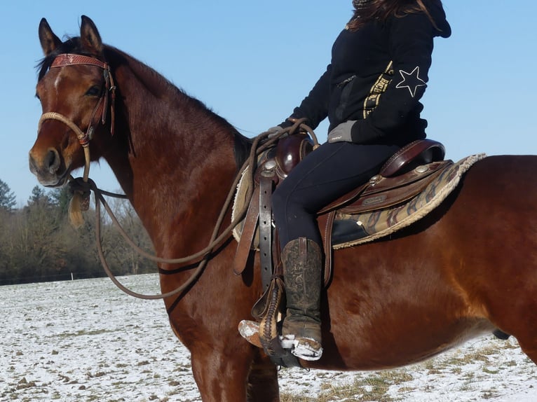 Pur-sang arabe Hongre 4 Ans 154 cm Bai in Herzberg am Harz