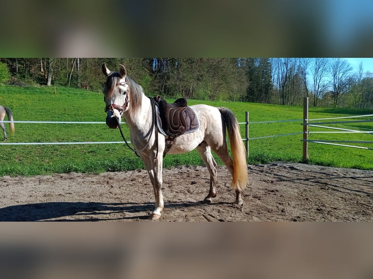 Pur-sang arabe Hongre 4 Ans 154 cm Gris in Amtzell
