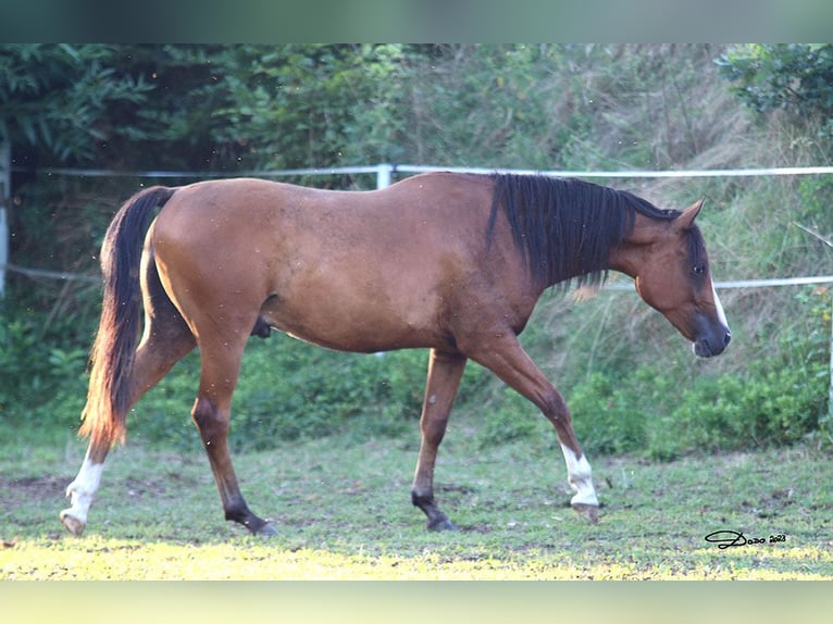 Pur-sang arabe Hongre 4 Ans 155 cm Bai in Niederthalheim