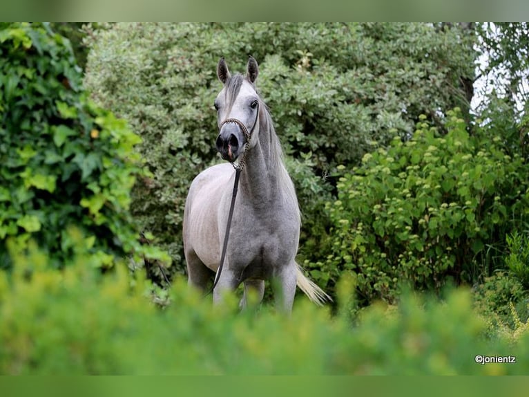 Pur-sang arabe Hongre 4 Ans 155 cm Gris in Wassertrüdingen