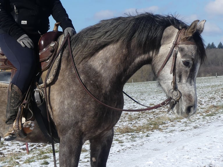 Pur-sang arabe Hongre 4 Ans 156 cm Gris in Herzberg am Harz