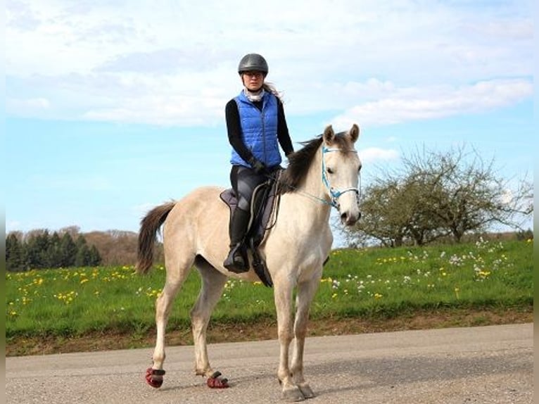 Pur-sang arabe Hongre 4 Ans 156 cm Gris moucheté in Freiamt