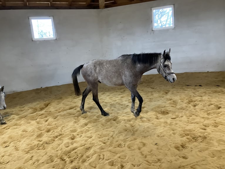 Pur-sang arabe Hongre 4 Ans 156 cm Gris pommelé in Hartkirchen