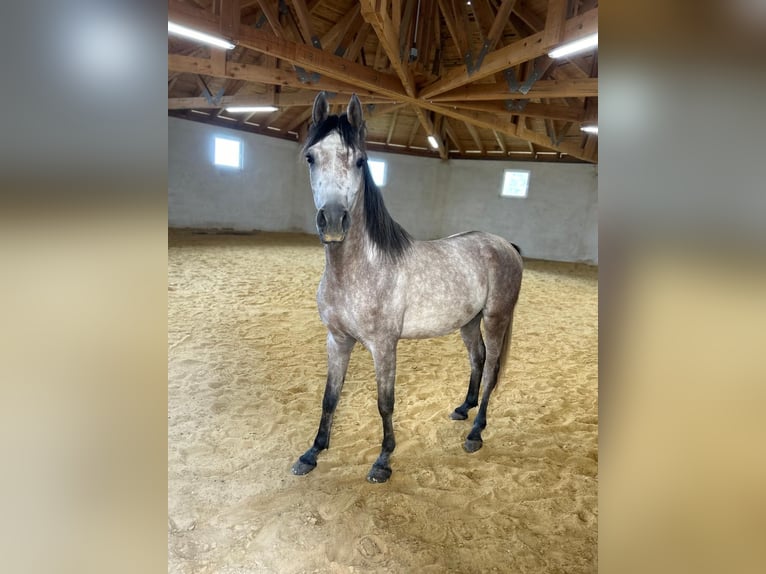 Pur-sang arabe Hongre 4 Ans 156 cm Gris pommelé in Hartkirchen