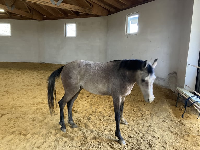 Pur-sang arabe Hongre 4 Ans 156 cm Gris pommelé in Hartkirchen