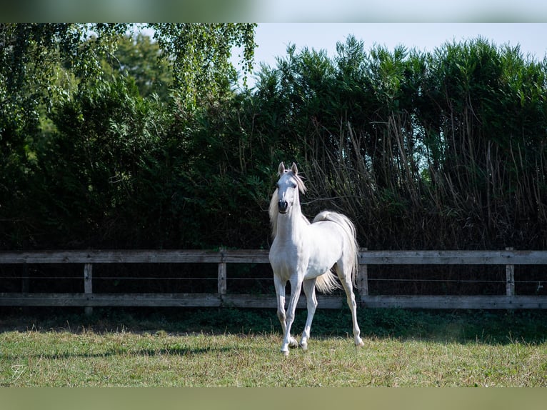 Pur-sang arabe Hongre 4 Ans 158 cm Gris in DUN LE PALESTEL