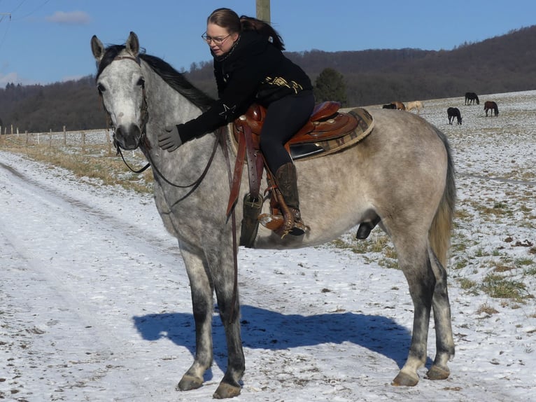 Pur-sang arabe Hongre 4 Ans 158 cm Gris in Herzberg am Harz