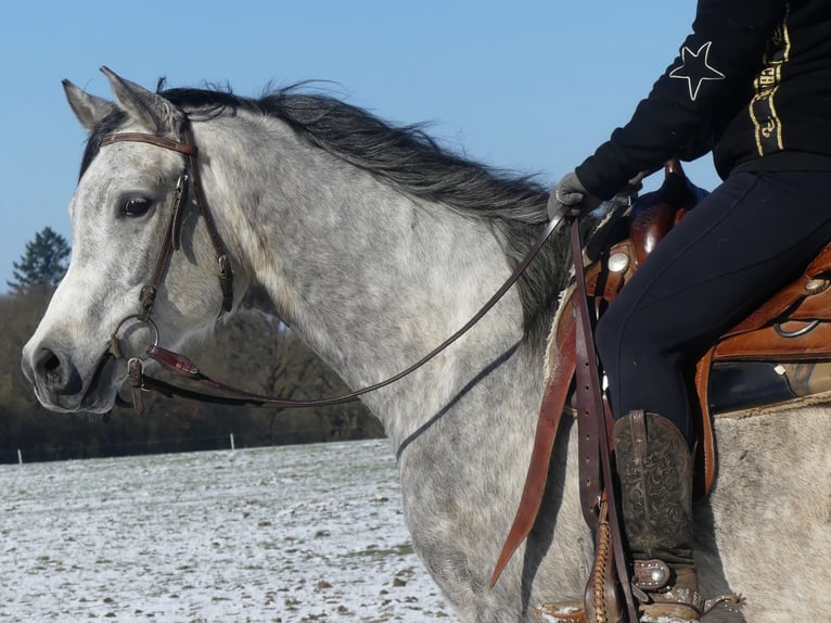 Pur-sang arabe Hongre 4 Ans 158 cm Gris in Herzberg am Harz