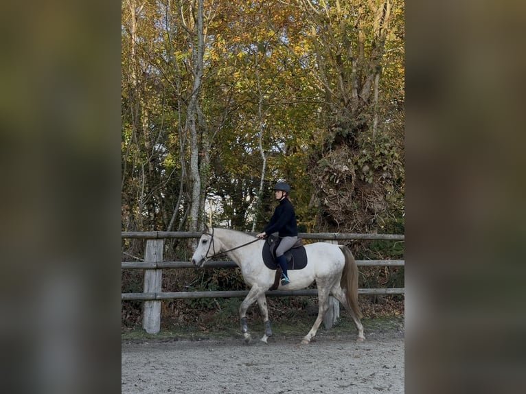 Pur-sang arabe Hongre 4 Ans 158 cm Gris moucheté in Vannes