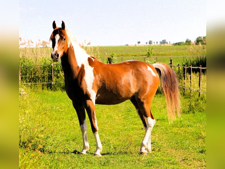 Pur-sang arabe Hongre 4 Ans 158 cm Tobiano-toutes couleurs in Kehl
