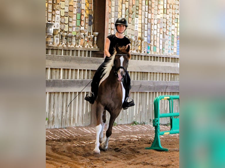 Pur-sang arabe Hongre 4 Ans 158 cm Tobiano-toutes couleurs in Kehl