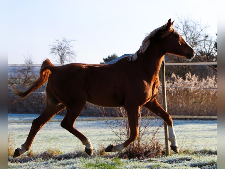 Pur-sang arabe Hongre 4 Ans 160 cm Alezan in Kehl