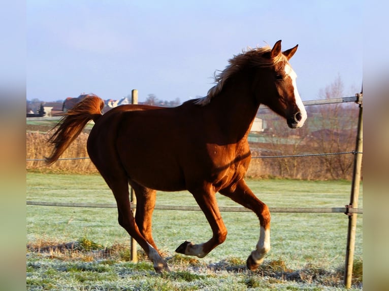 Pur-sang arabe Hongre 4 Ans 160 cm Alezan in Kehl
