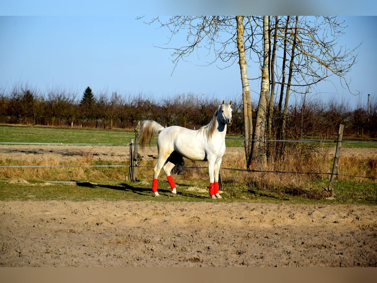 Pur-sang arabe Hongre 4 Ans 160 cm Gris in Tuczępy