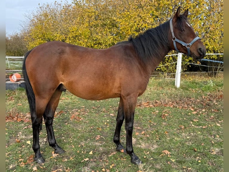 Pur-sang arabe Hongre 4 Ans 161 cm Bai in Warszawa