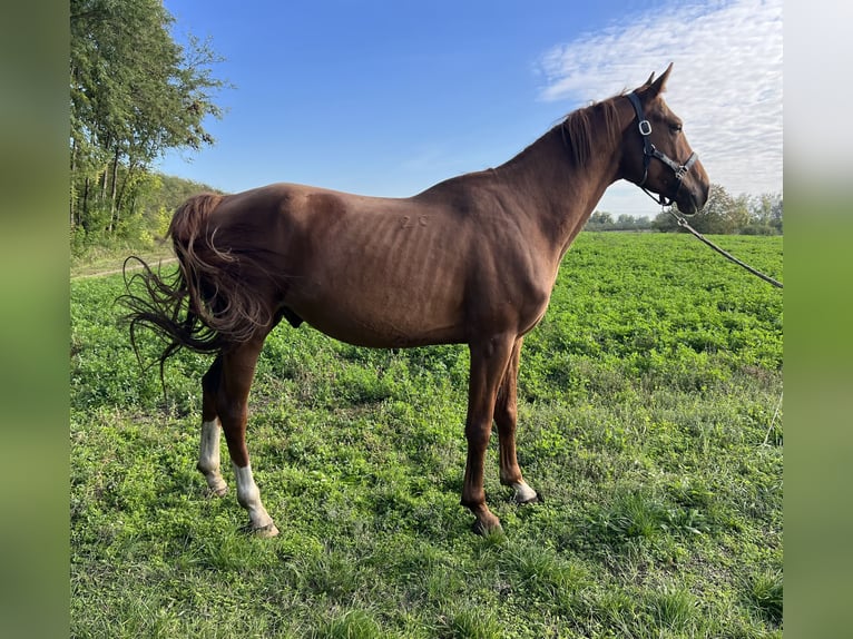 Pur-sang arabe Hongre 4 Ans 163 cm Bai clair in Lenti