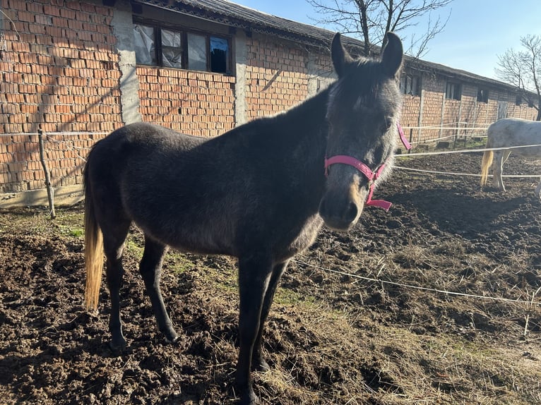 Pur-sang arabe Hongre 4 Ans Noir in Sibiu