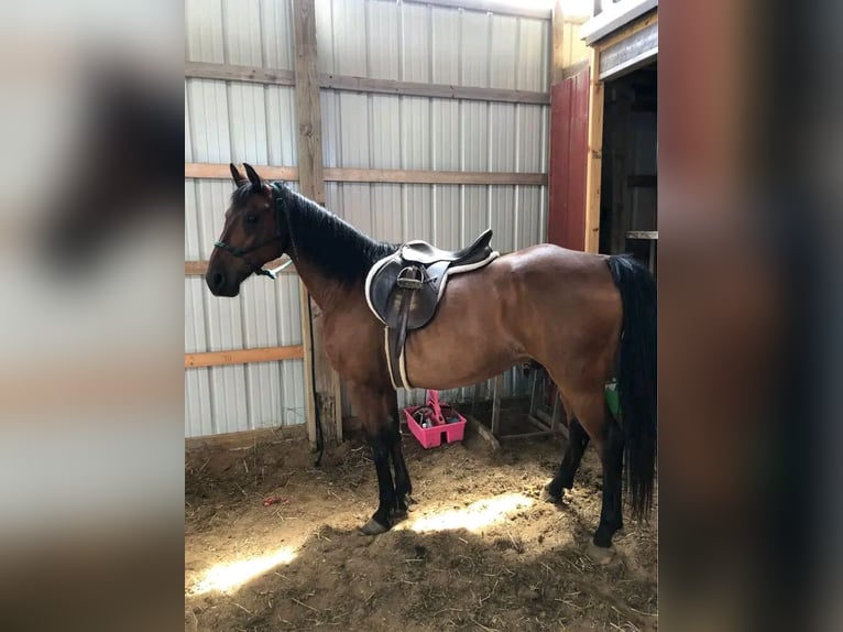 Pur-sang arabe Hongre 5 Ans 142 cm Alezan brûlé in Wisconsin