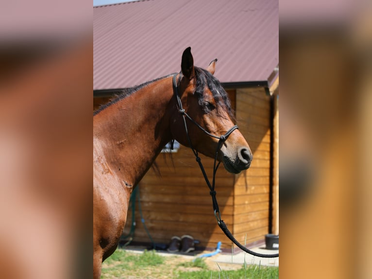 Pur-sang arabe Hongre 5 Ans 145 cm Bai cerise in Jelenia G&#xF3;ra