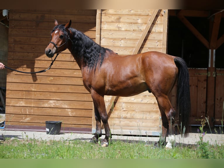 Pur-sang arabe Hongre 5 Ans 145 cm Bai cerise in Jelenia G&#xF3;ra