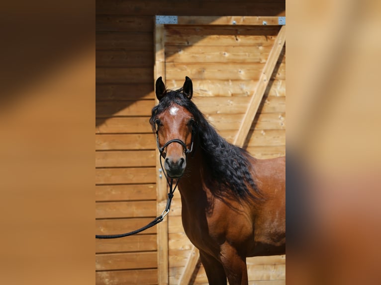 Pur-sang arabe Hongre 5 Ans 145 cm Bai cerise in Jelenia G&#xF3;ra