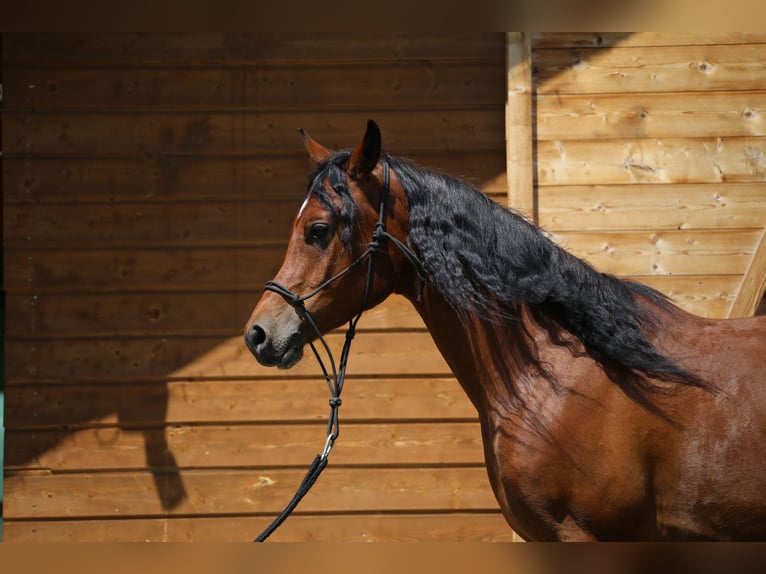 Pur-sang arabe Hongre 5 Ans 145 cm Bai cerise in Jelenia G&#xF3;ra