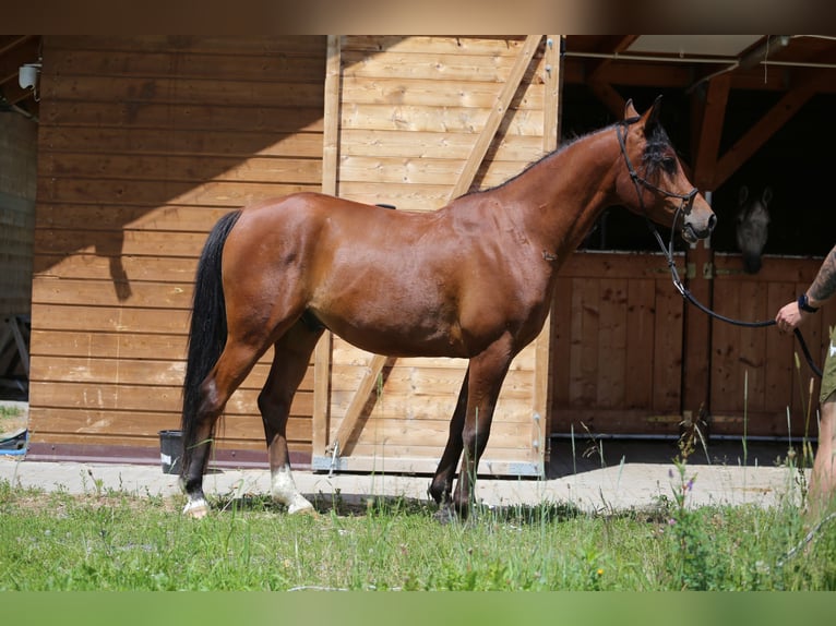 Pur-sang arabe Hongre 5 Ans 145 cm Bai cerise in Jelenia G&#xF3;ra
