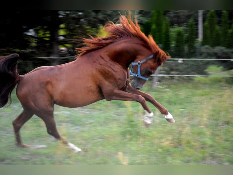 Pur-sang arabe Hongre 5 Ans 148 cm Alezan brûlé in Tucz&#x119;py