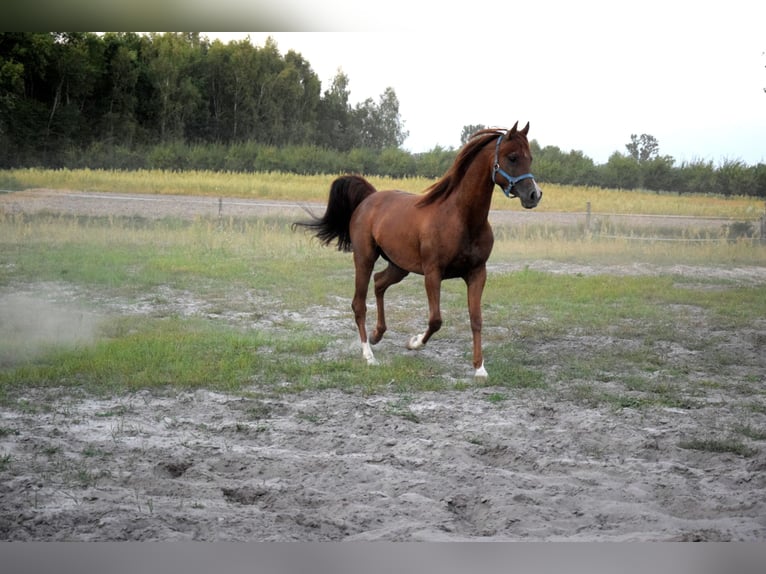 Pur-sang arabe Hongre 5 Ans 148 cm Alezan brûlé in Tucz&#x119;py