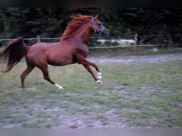 Pur-sang arabe Hongre 5 Ans 148 cm Alezan brûlé in Tucz&#x119;py