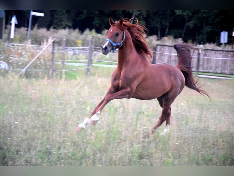Pur-sang arabe Hongre 5 Ans 148 cm Alezan brûlé in Tucz&#x119;py