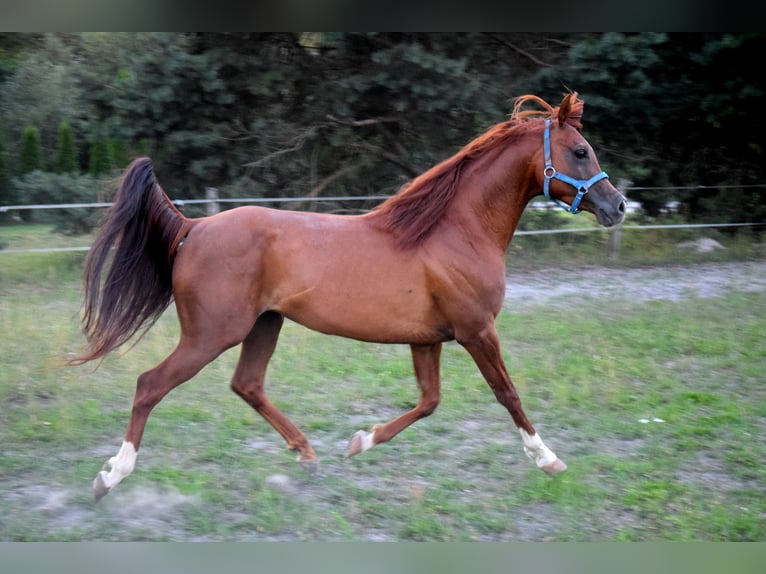 Pur-sang arabe Hongre 5 Ans 148 cm Alezan brûlé in Tucz&#x119;py