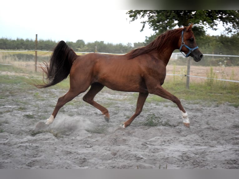 Pur-sang arabe Hongre 5 Ans 148 cm Alezan brûlé in Tucz&#x119;py