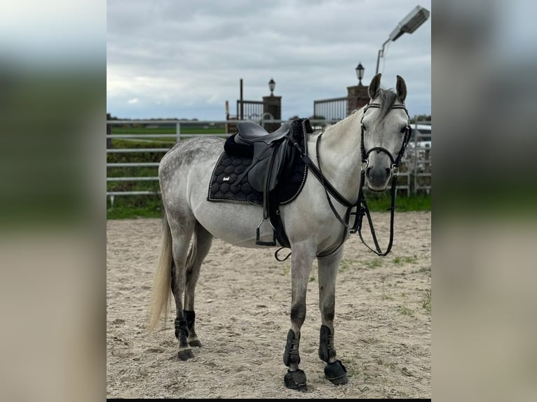 Pur-sang arabe Hongre 5 Ans 148 cm Gris pommelé in M&#xF6;nchengladbach