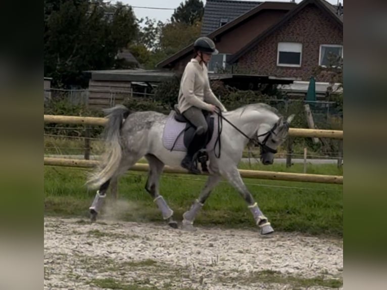 Pur-sang arabe Hongre 5 Ans 148 cm Gris pommelé in M&#xF6;nchengladbach