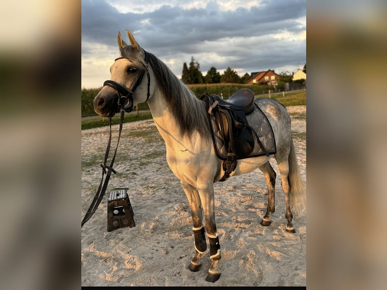 Pur-sang arabe Hongre 5 Ans 148 cm Gris pommelé in M&#xF6;nchengladbach