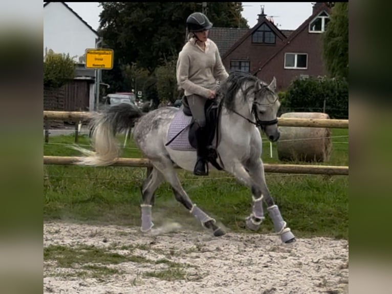 Pur-sang arabe Hongre 5 Ans 148 cm Gris pommelé in M&#xF6;nchengladbach