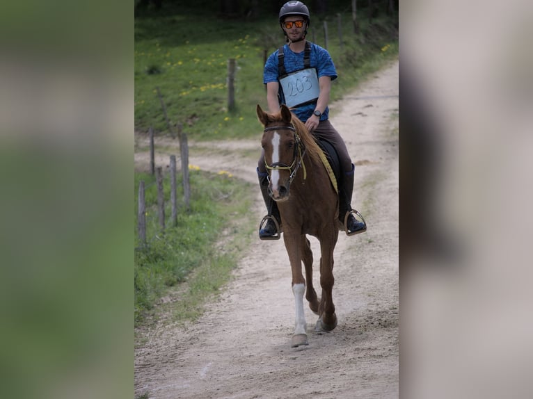 Pur-sang arabe Hongre 5 Ans 150 cm Alezan in yssingeaux