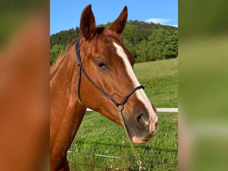 Pur-sang arabe Hongre 5 Ans 150 cm Alezan in yssingeaux