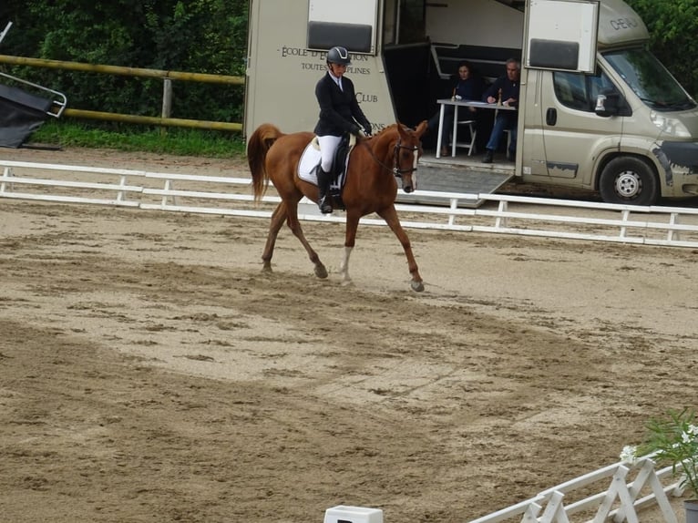 Pur-sang arabe Hongre 5 Ans 150 cm Alezan in yssingeaux