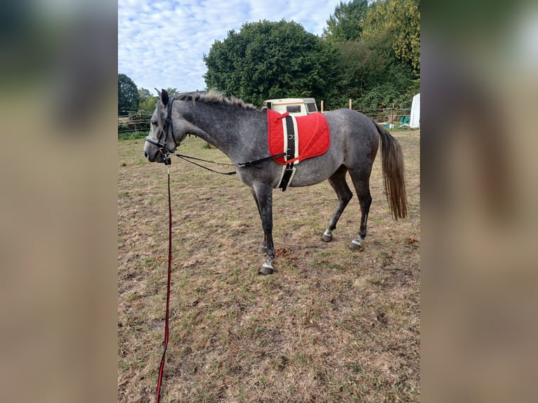 Pur-sang arabe Hongre 5 Ans 152 cm Gris in Bottrop