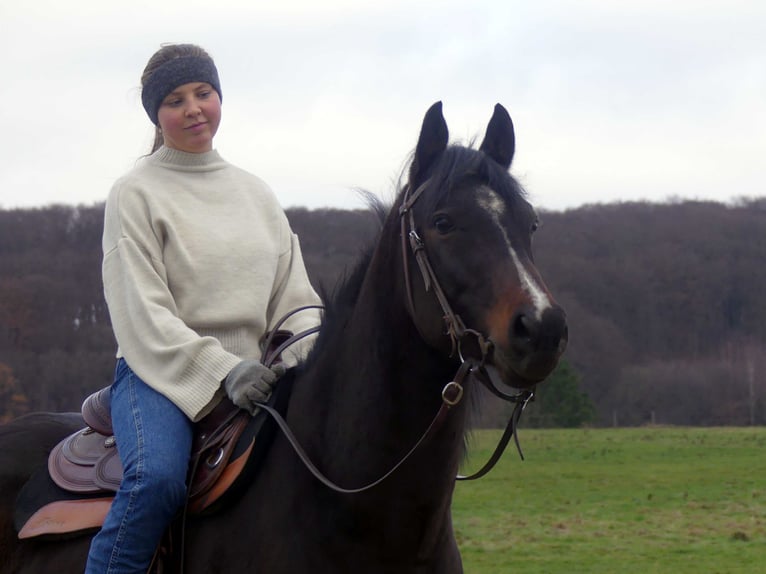 Pur-sang arabe Hongre 5 Ans 153 cm Bai brun in Herzberg am Harz