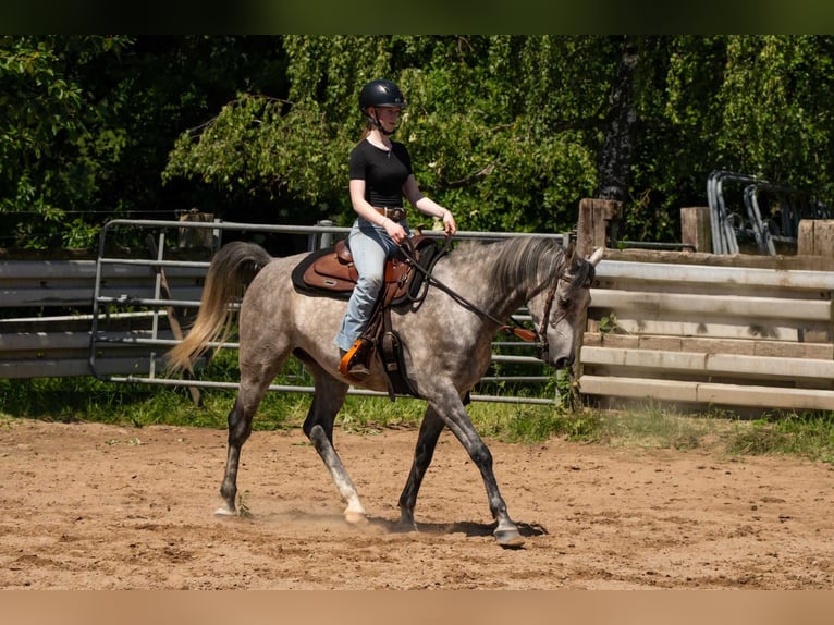 Pur-sang arabe Hongre 5 Ans 153 cm Gris in Herzberg am Harz