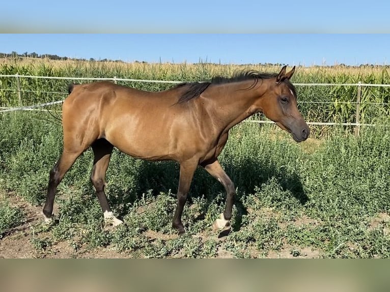 Pur-sang arabe Hongre 5 Ans 154 cm Bai in Reutenbourg