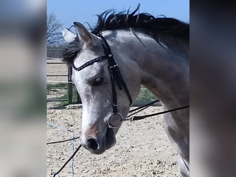 Pur-sang arabe Hongre 5 Ans 154 cm Gris in Emmelshausen